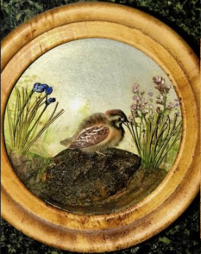 Bobwhite Quail